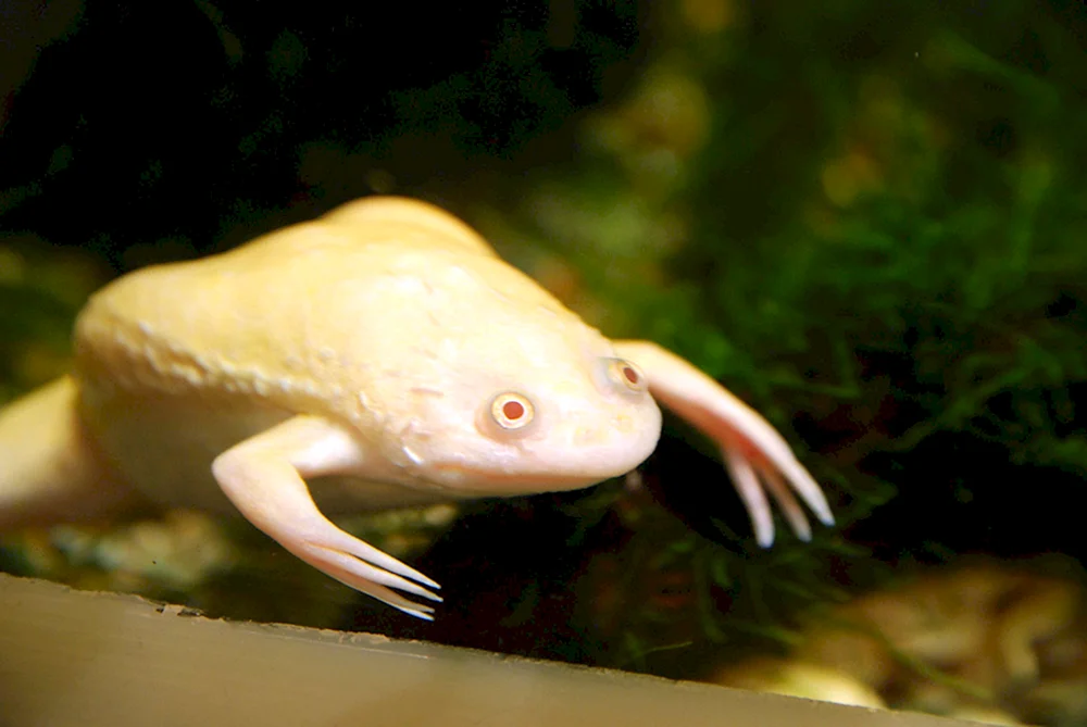 Spornfrosch Albino-Frosch