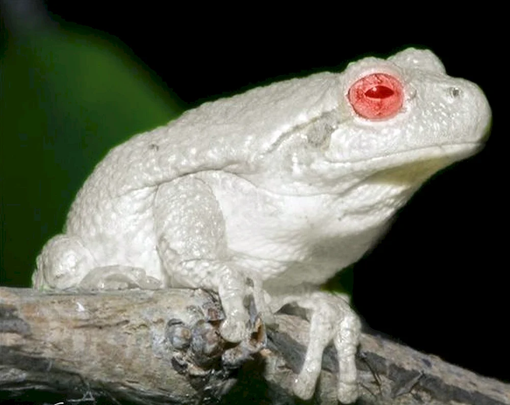 Albino-Sporn-Albino-Frosch