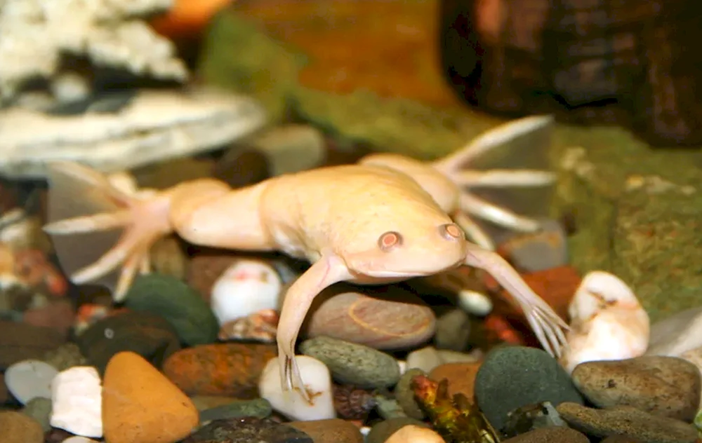 Weißer Sporn-Albino-Frosch