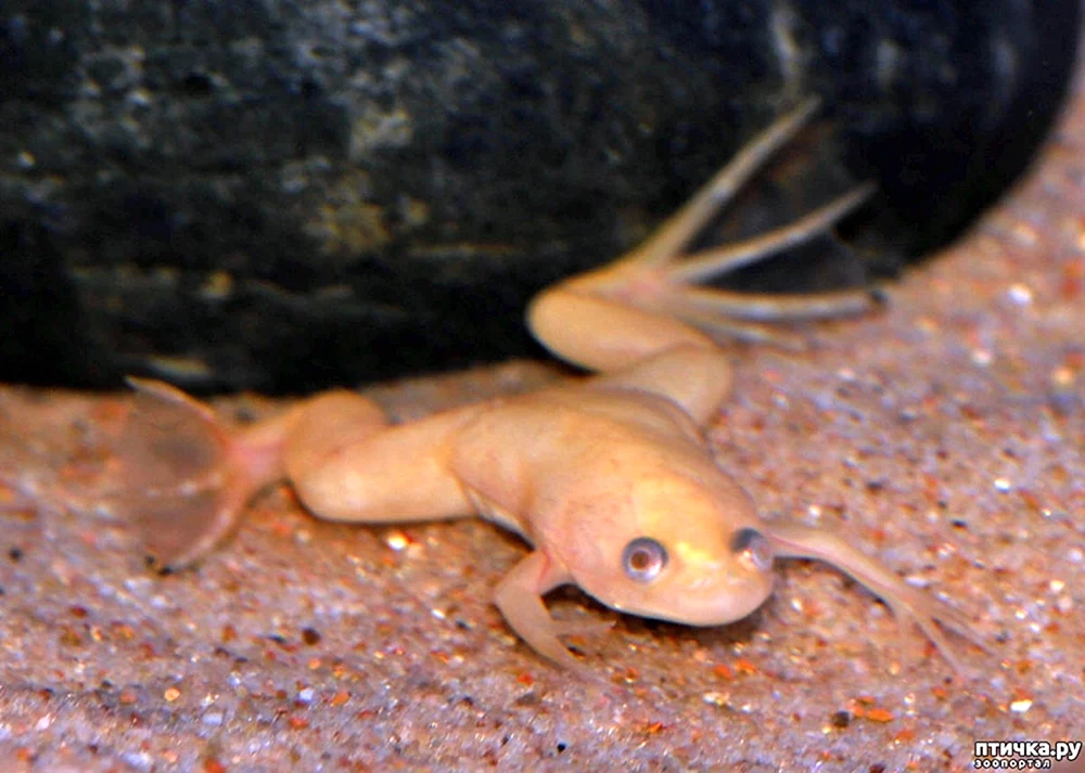 Albino-Sporn-Albino-Frosch