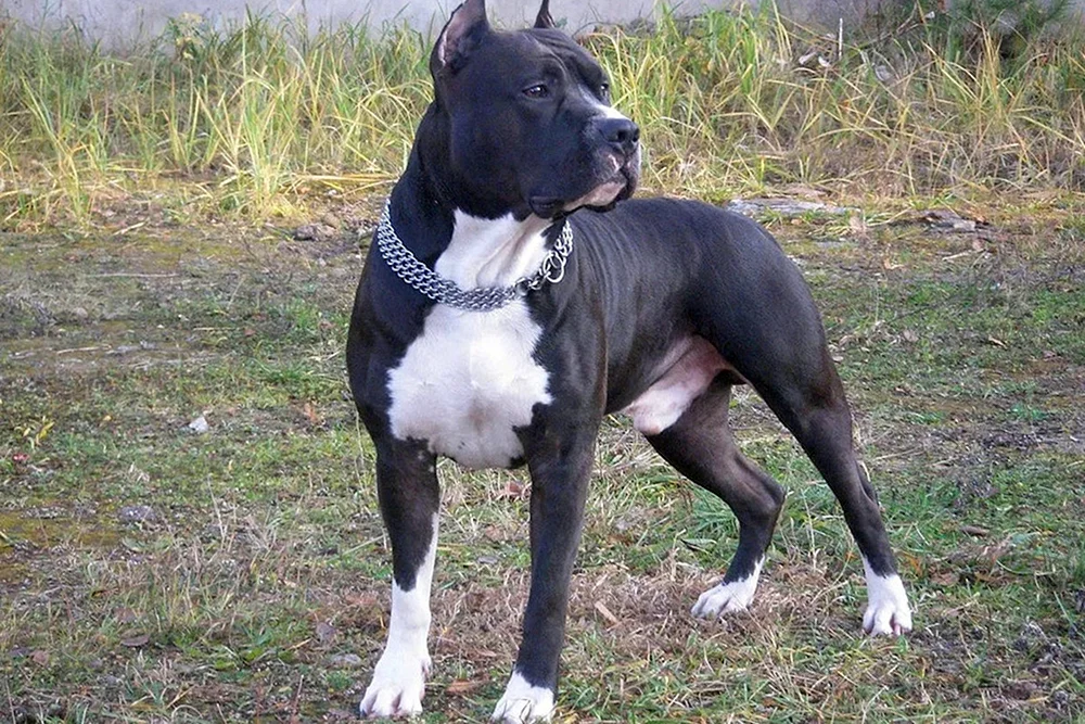 Amerikanischer Staffordshire Terrier schwarz