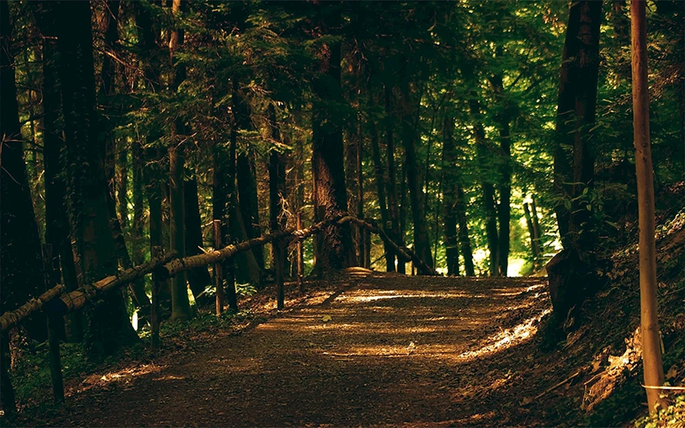 Schwarzwaldweg