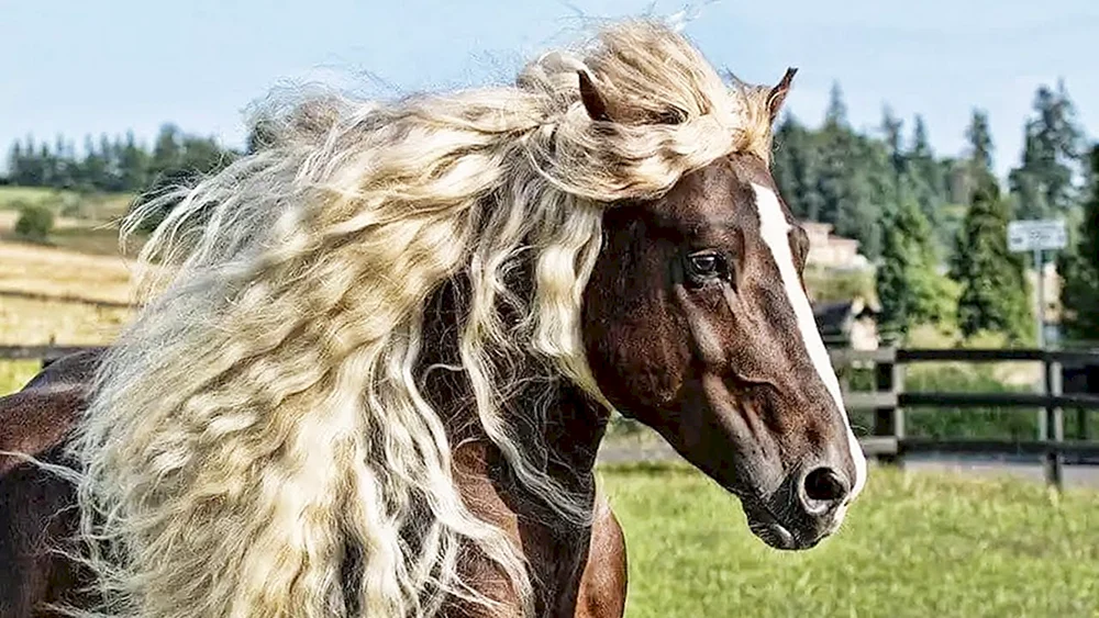 Ungewöhnliche Männerfrisuren