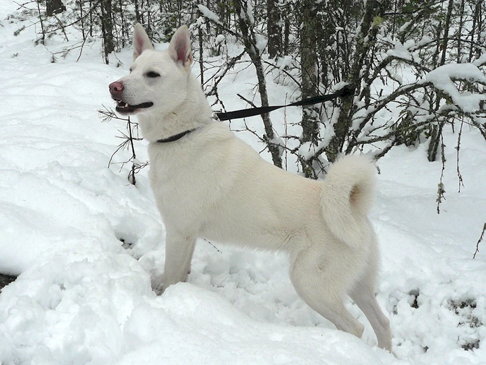 Schwedischer Elchhund weiß