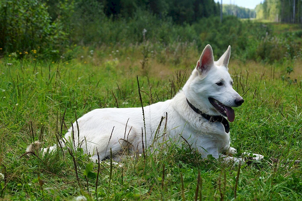Westsibirischer Husky weiß