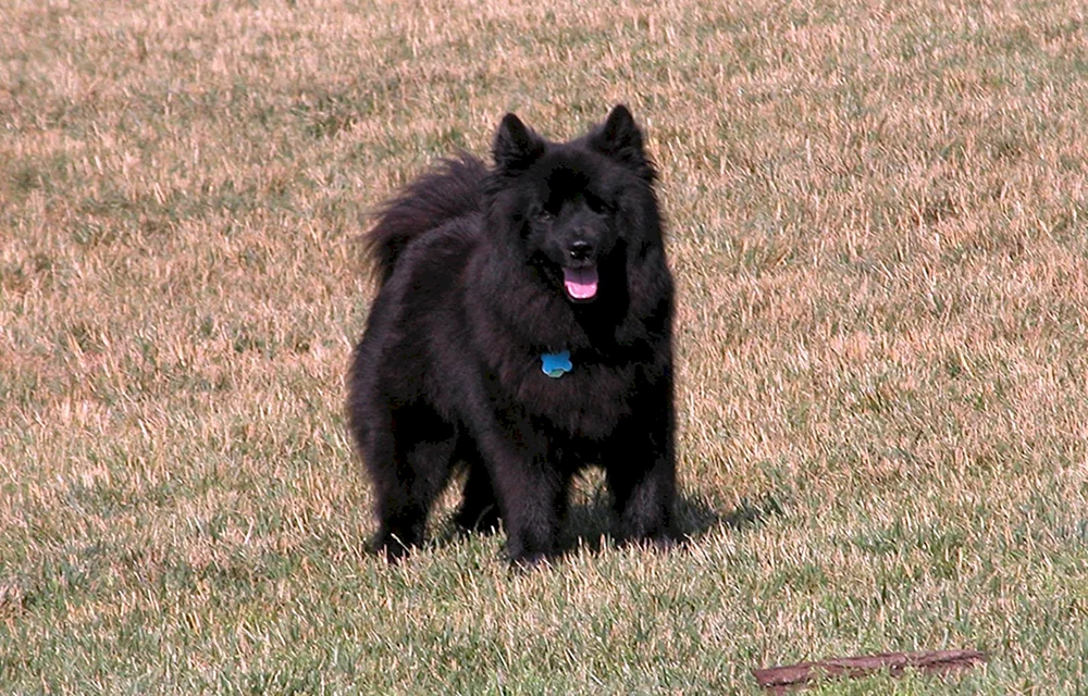 Schwedischer Lapphund schwarz