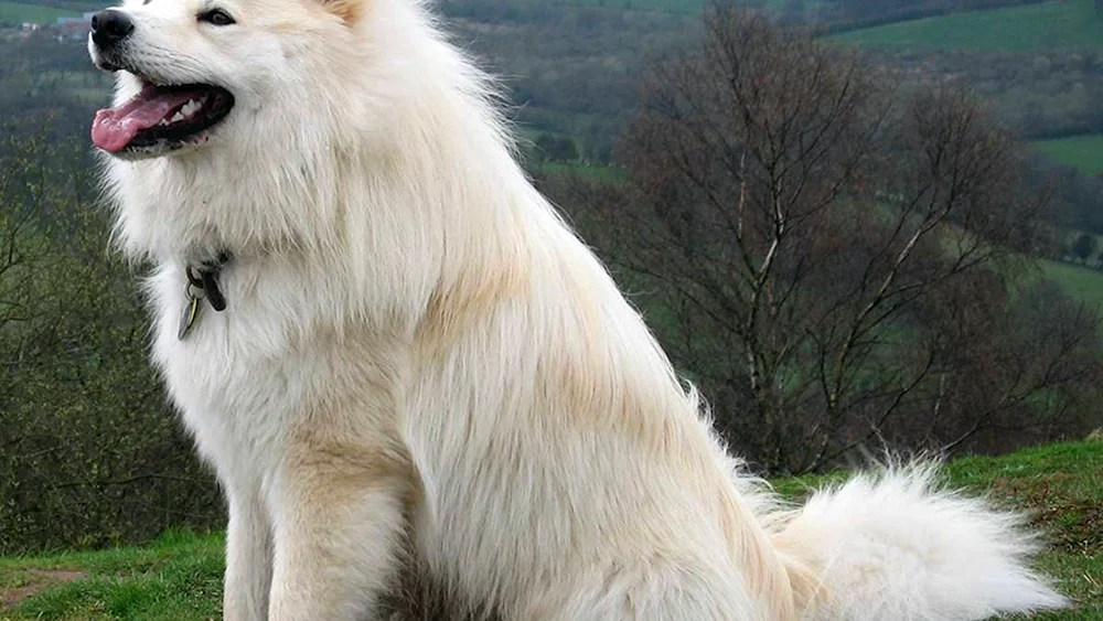 Arktischer Spitz Samojeden-Spitz