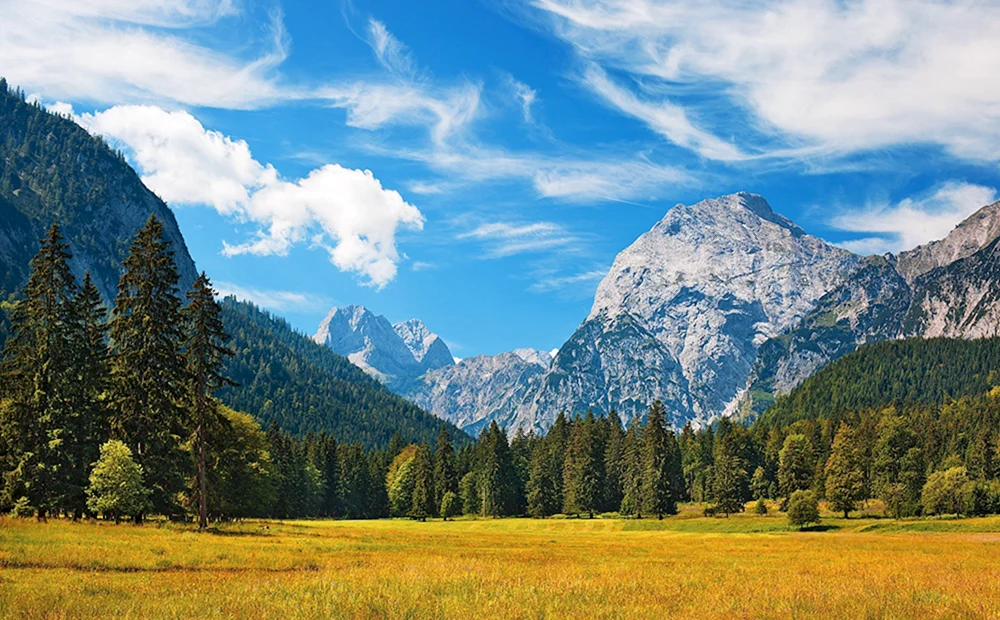 Himmlische Bäume