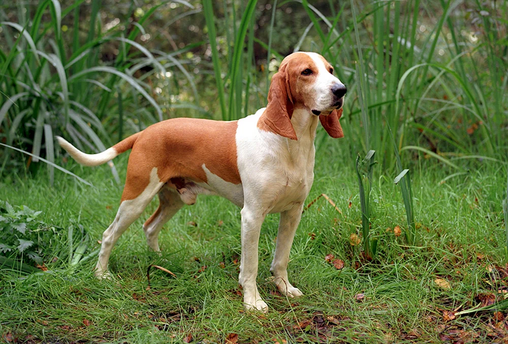 Schweizer Jura-Hund
