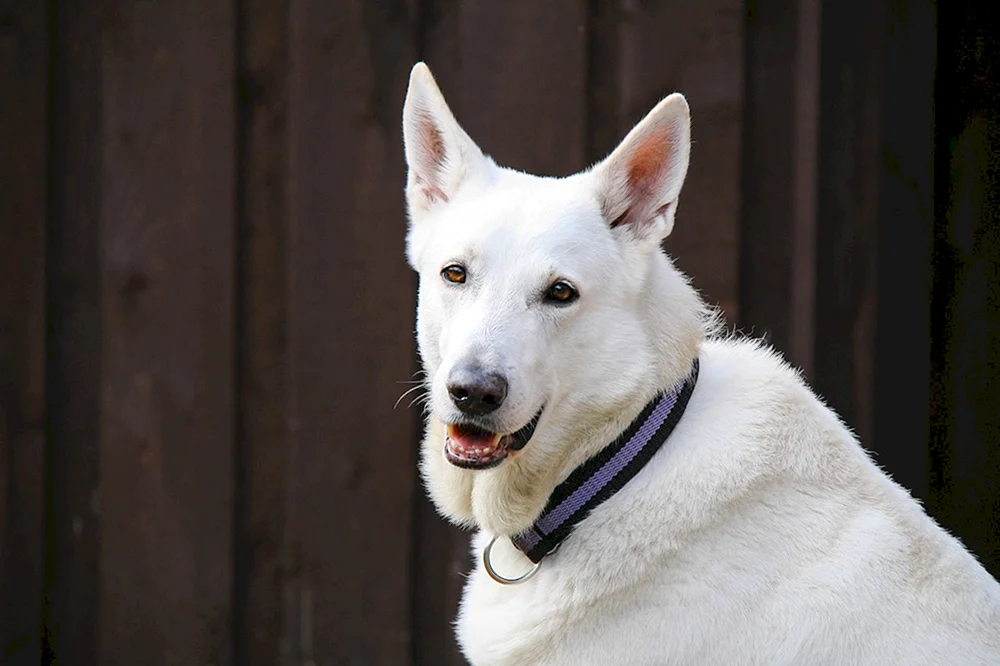 Schweizer Schäferhund schwarz kurzhaarig