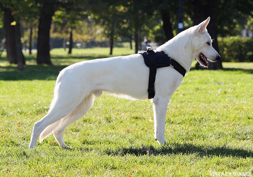 Schweizer Schäferhund kurz-haarig
