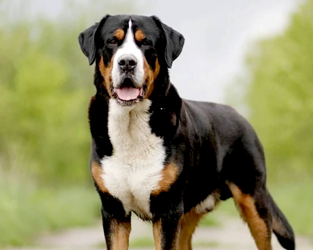 Schweizer Großer Sennenhund