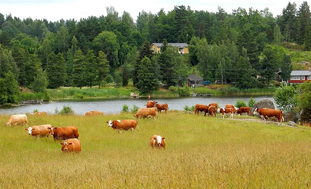 Kuhherde