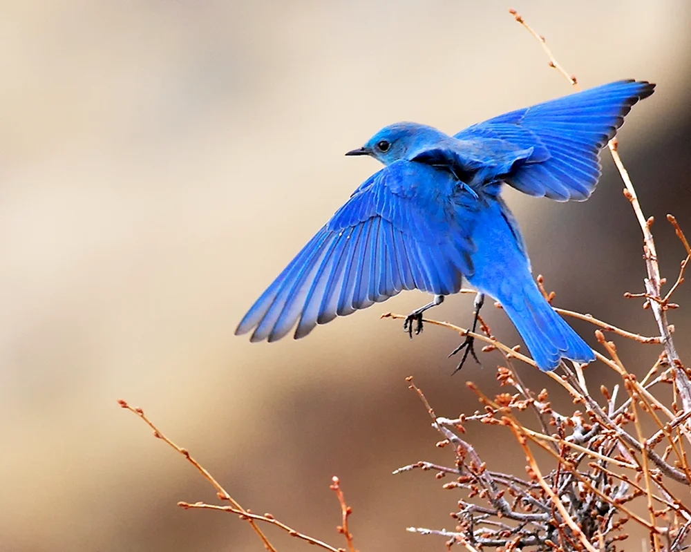 Sialia-Azurvogel