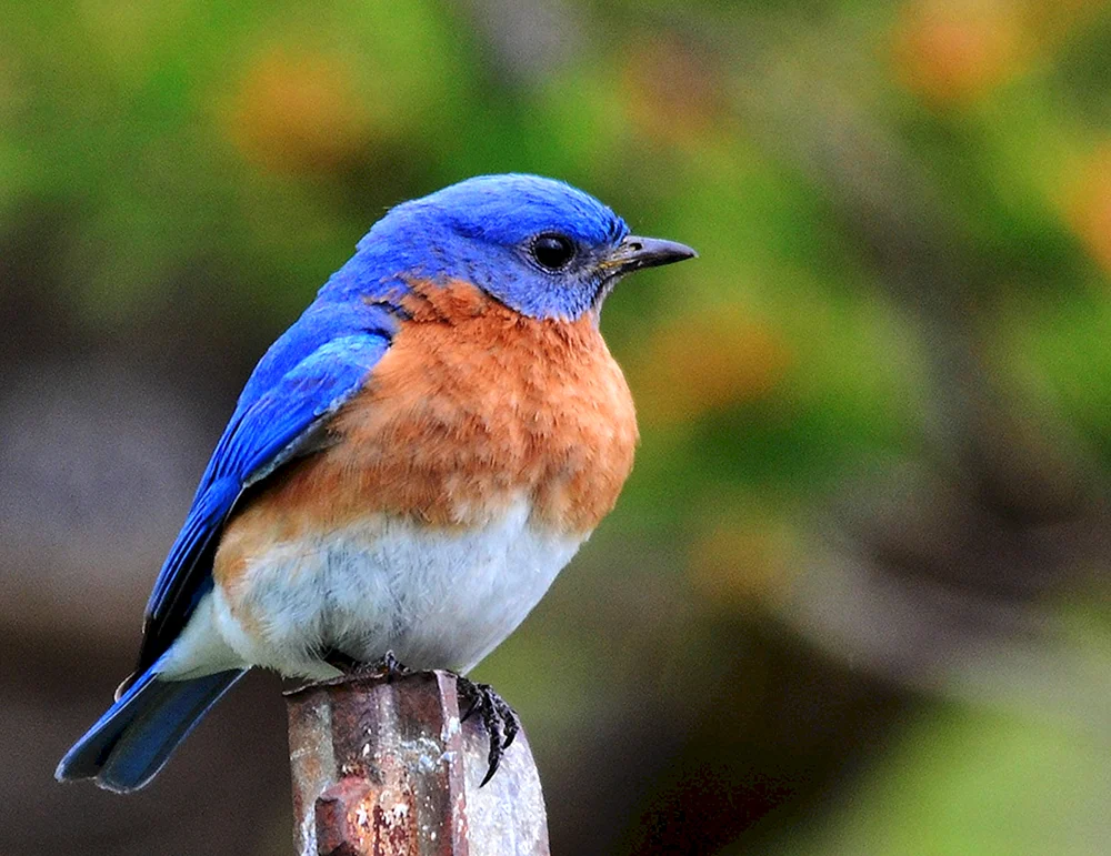 Sialia sialia Azurvogel
