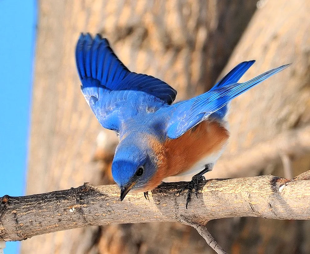 Blauer Sialienvogel