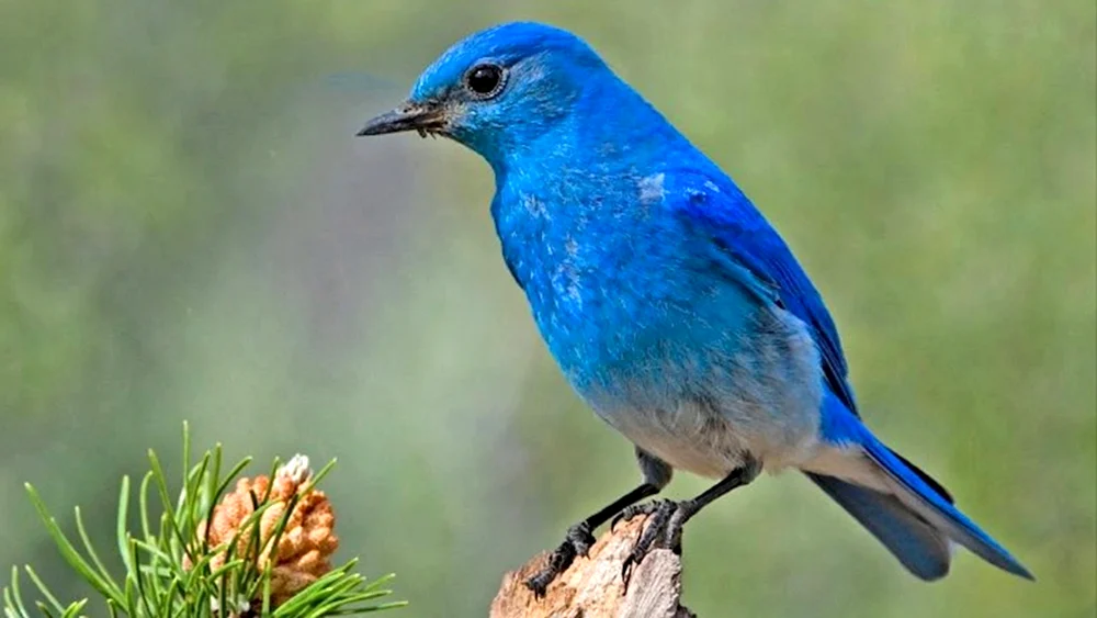Sialia-Azurvogel