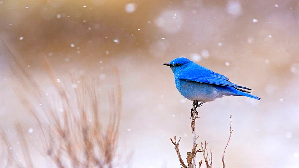 Blauer Sialia