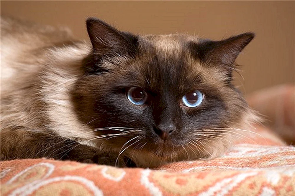 Siamese Balinese Katze
