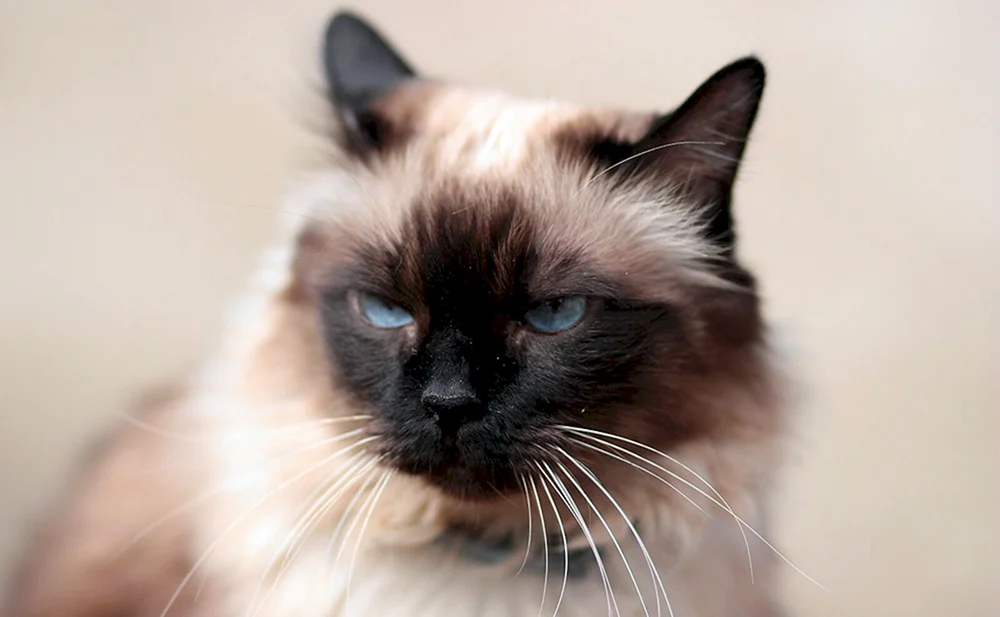Siamese Balinese Katze