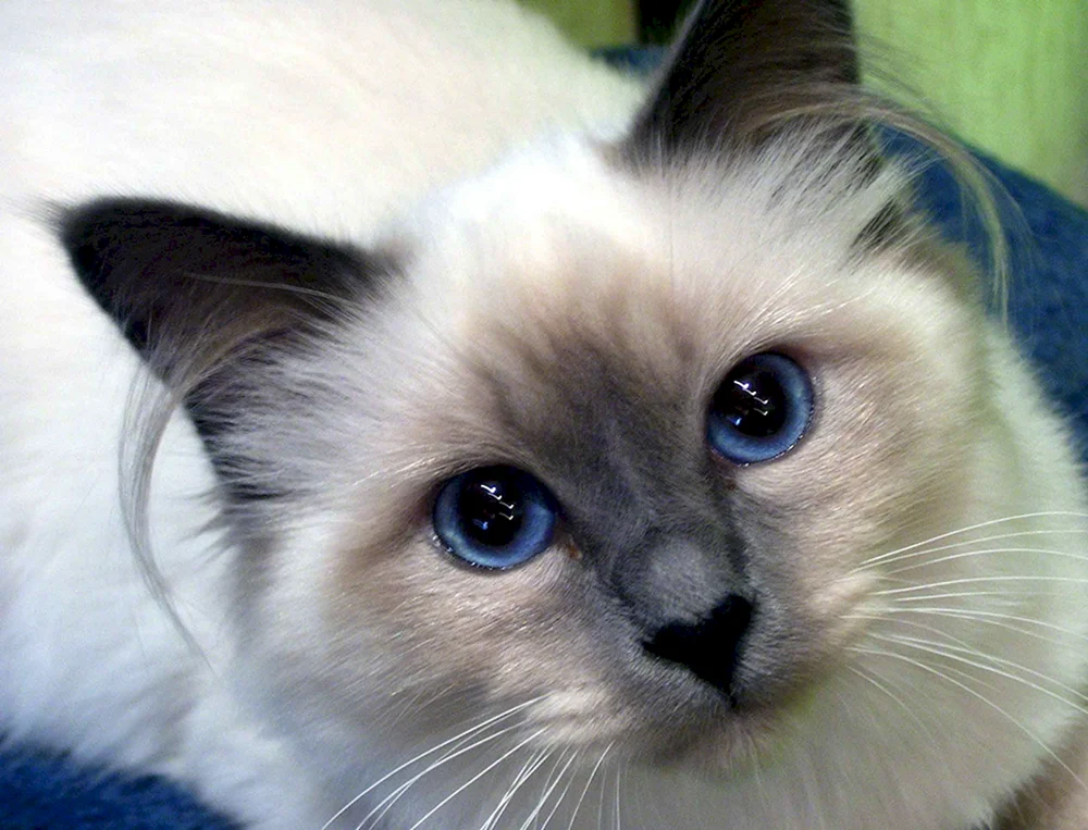 Siamkatze Rasse