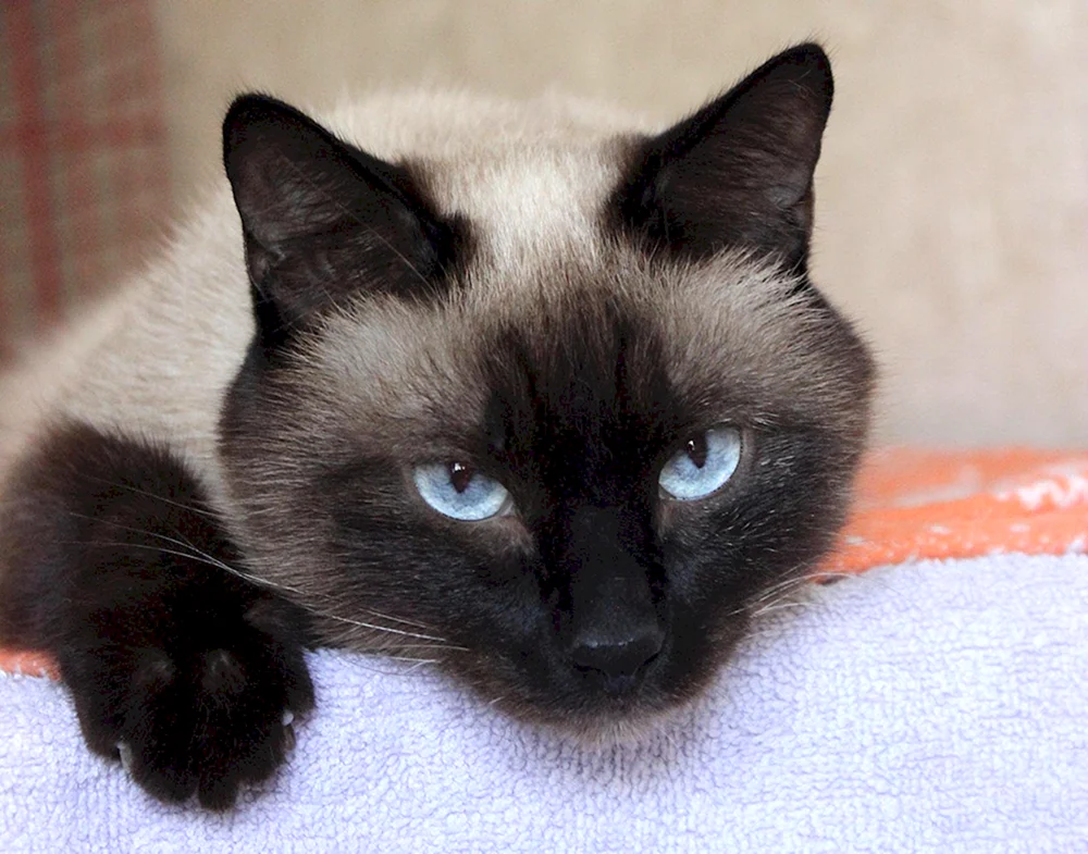 Siamkatze Rasse