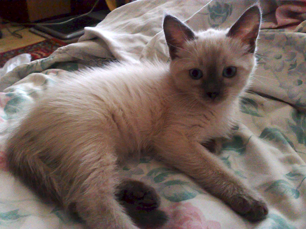 Thailändische Katze mestizo