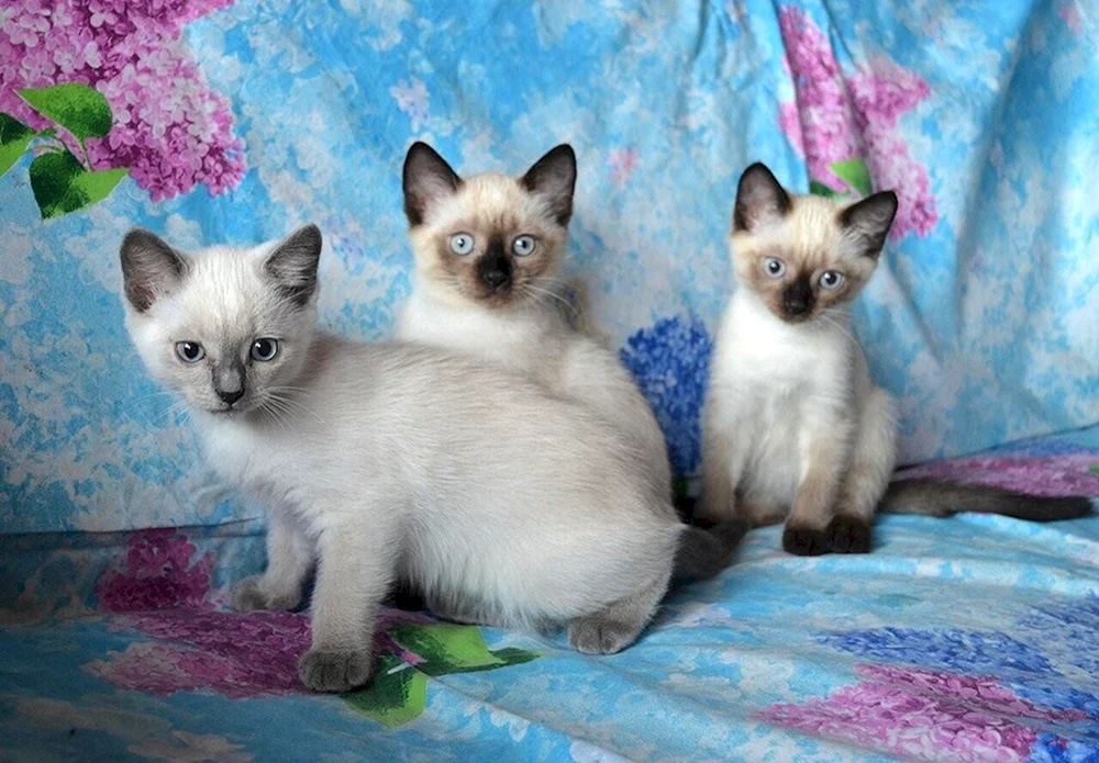 Siamese Katze und Thai Katze