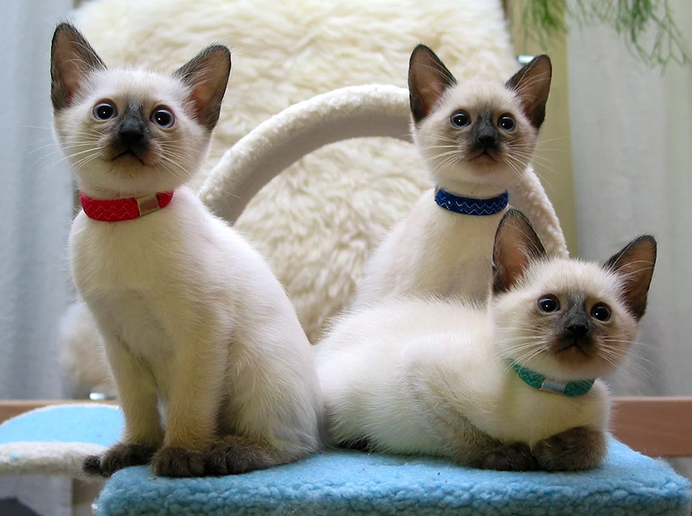 Siamese Katze und Thai Katze