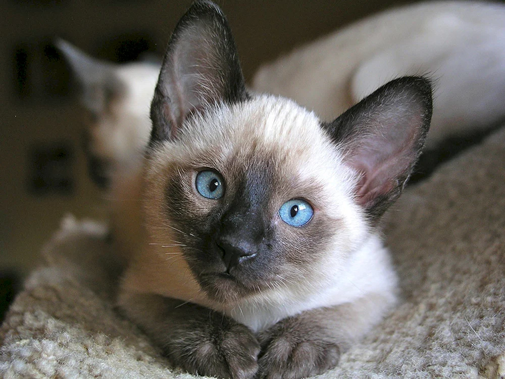 Siamese Katze