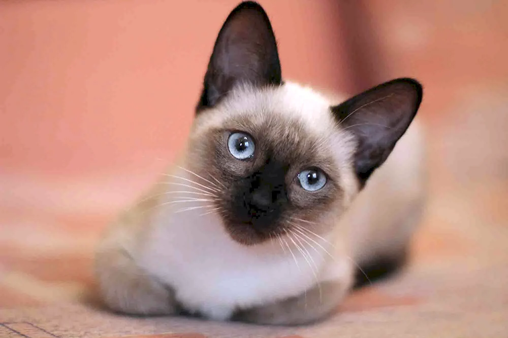 Siamese Katze