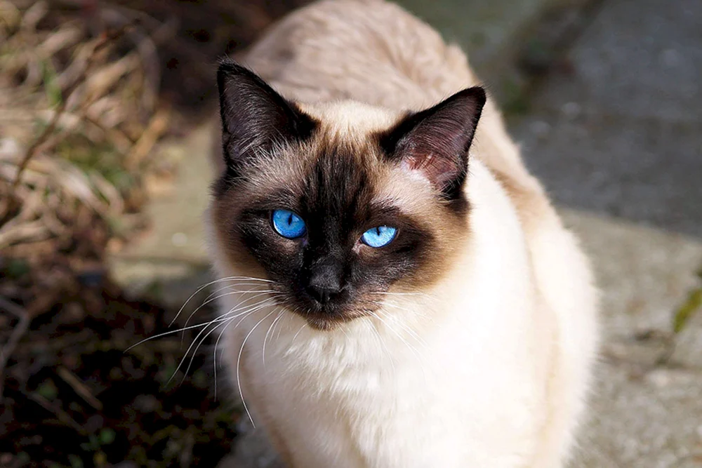 Siamese Katze