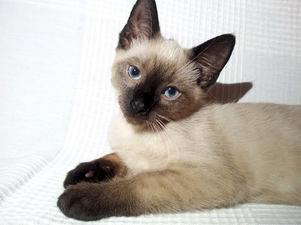 Tai Katze métis