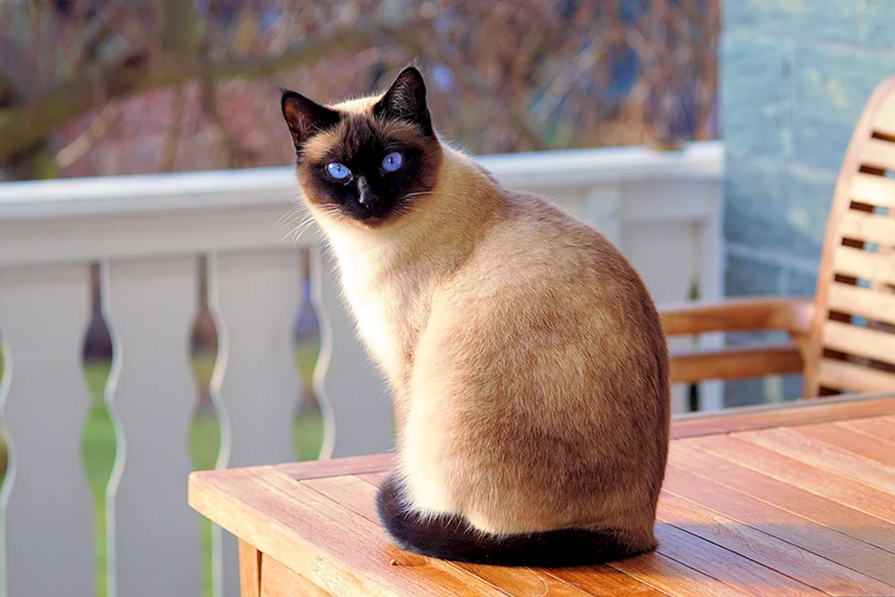 Exotische Katze