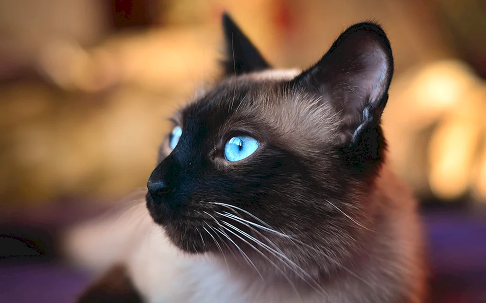 Siamkatze