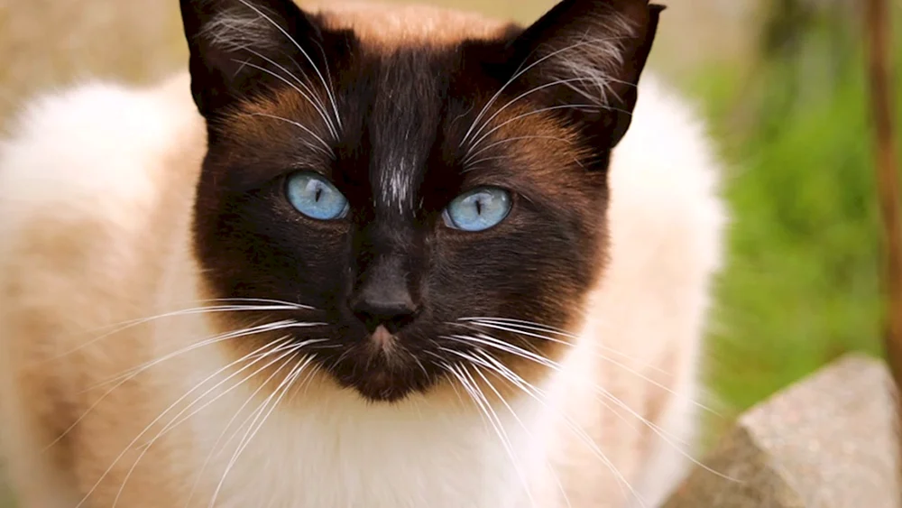 Bombay-Katze