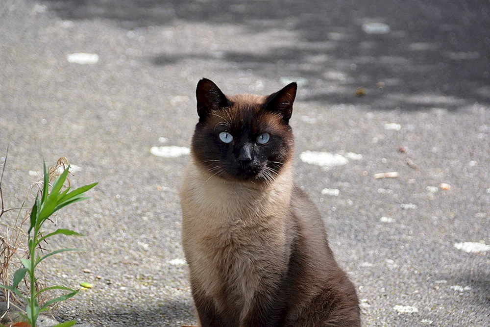Schwarze Siamkatze