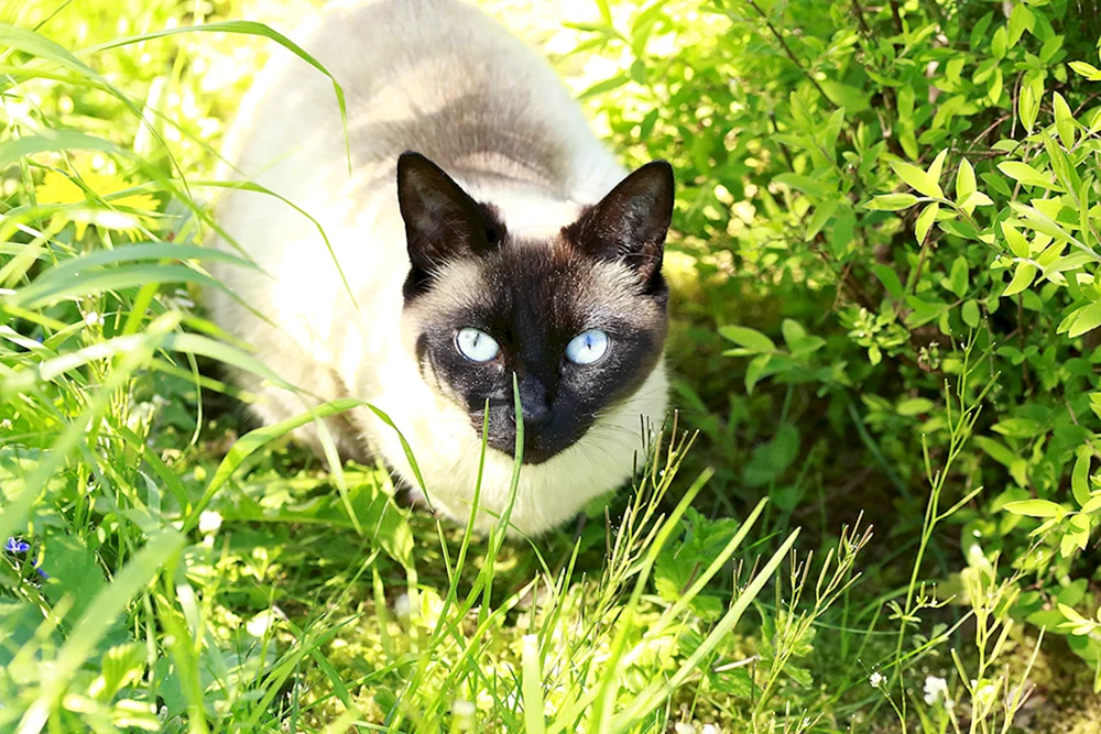Siamkatze