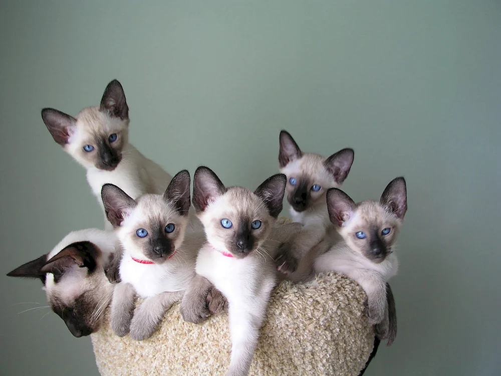 Siamese Katze