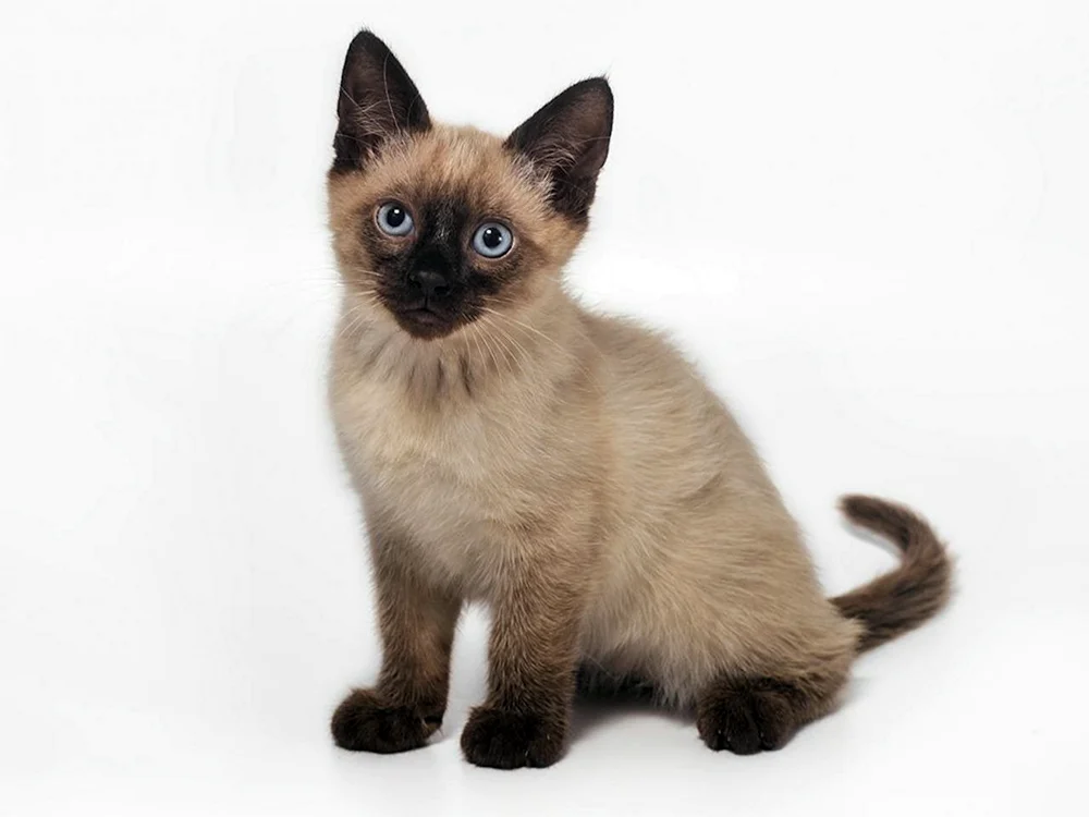 Siamese Katze