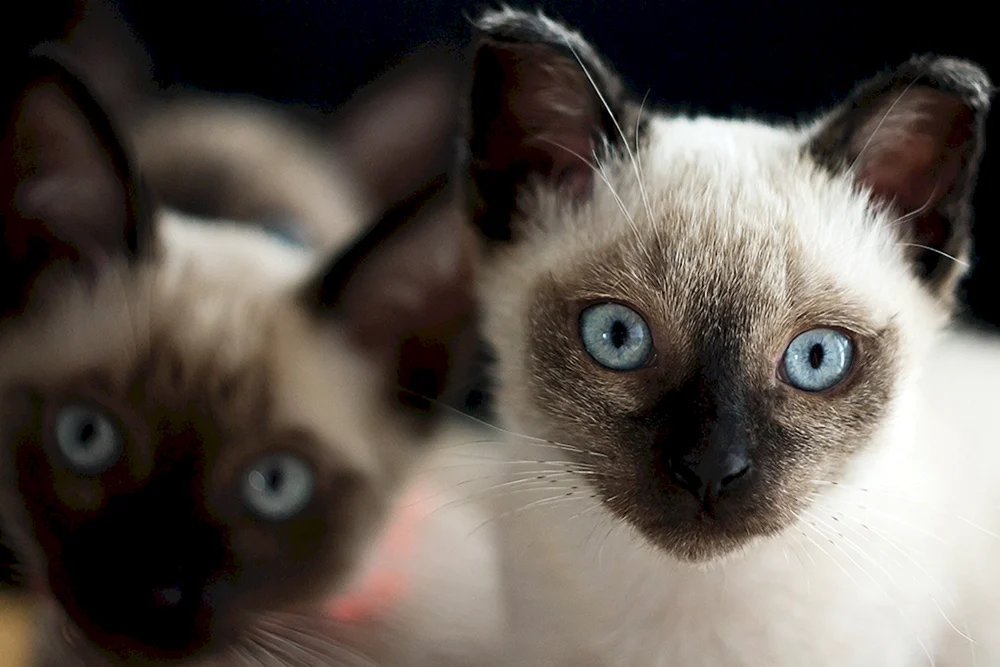 Siamese Katze