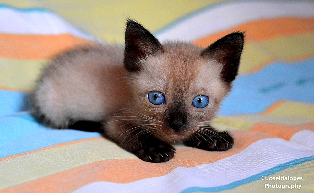 Balinese Katze