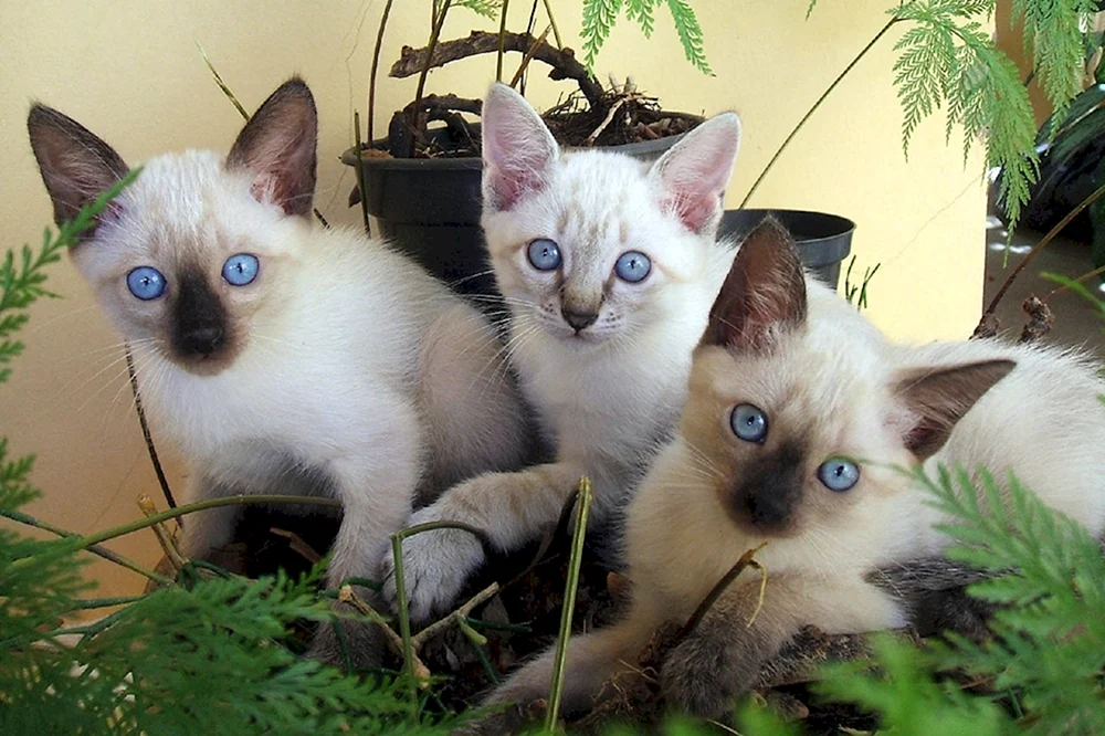 Siamese Katze. Siamkatze
