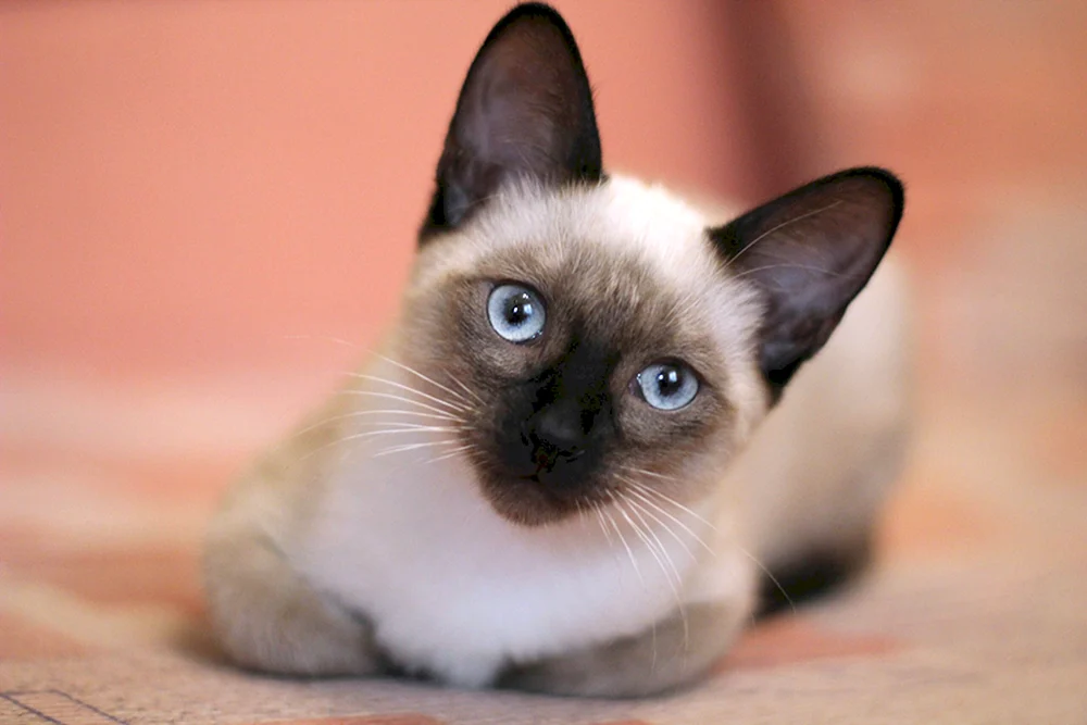 Siamkatze