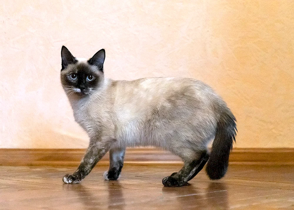 Siamkatze métis