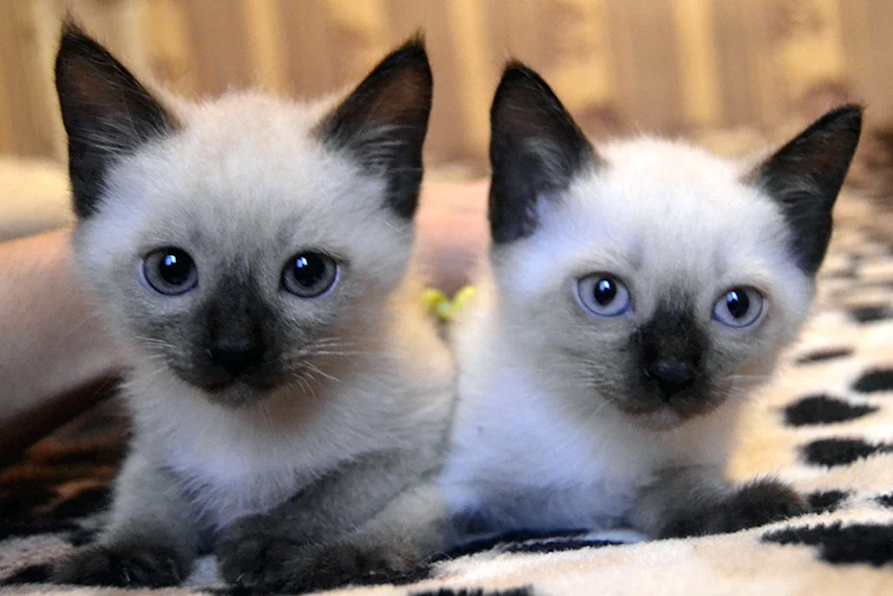 Siamese Glatthaar Katze