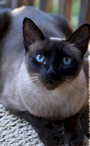 Siamkatze glatthaarig