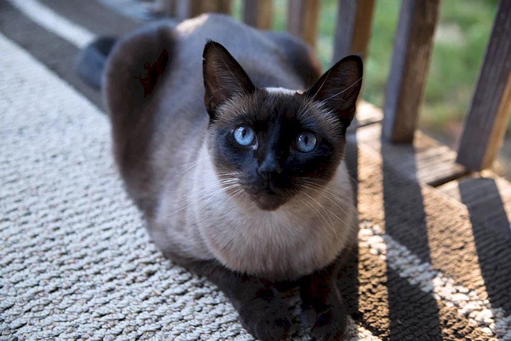 Siamkatze glatthaarig