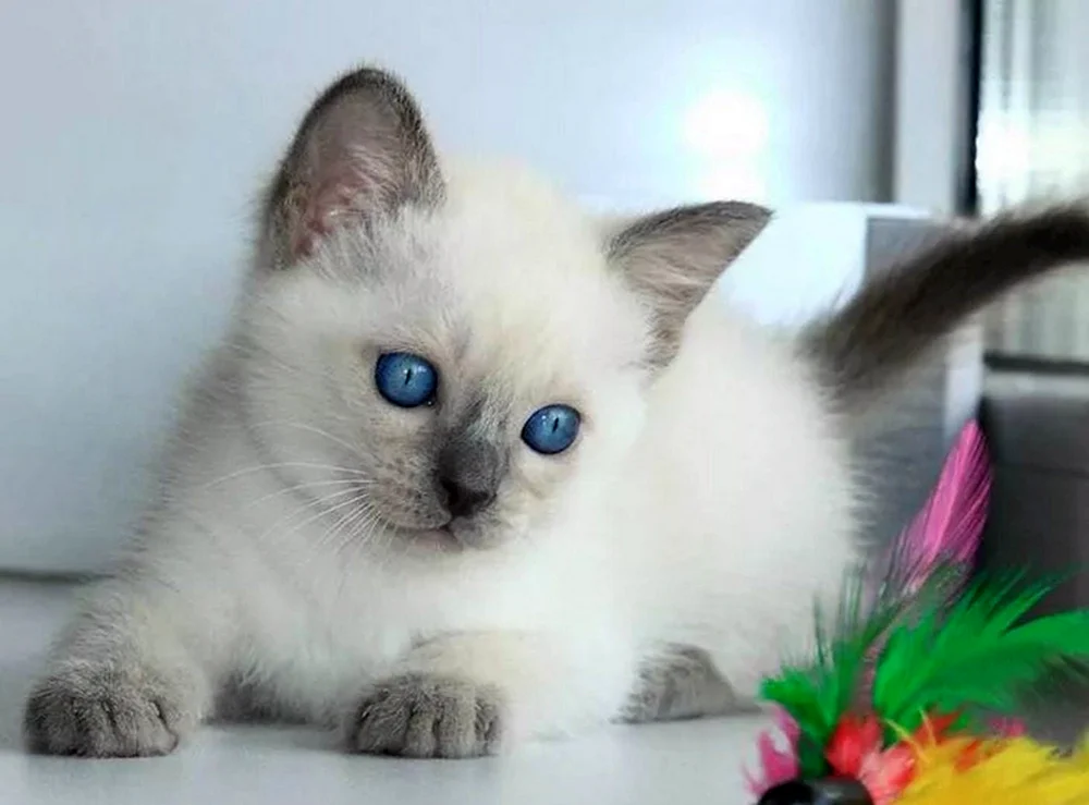 Siamese Katze Kätzchen