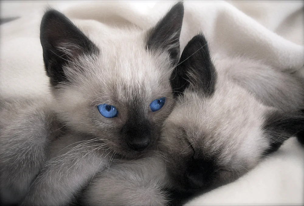 Siamese Katze Kätzchen